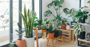 Indoor Garden Plants
